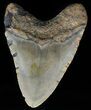 Megalodon Tooth - North Carolina #59052-1